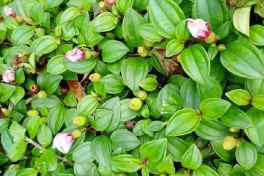 油茶是一類山茶類植物，油茶的功效與作用